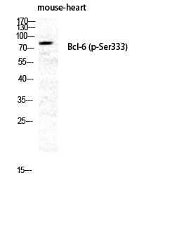 WB - Bcl-6 (phospho Ser333) Polyclonal Antibody AP67392